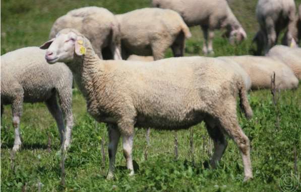 Продам сукотных овец