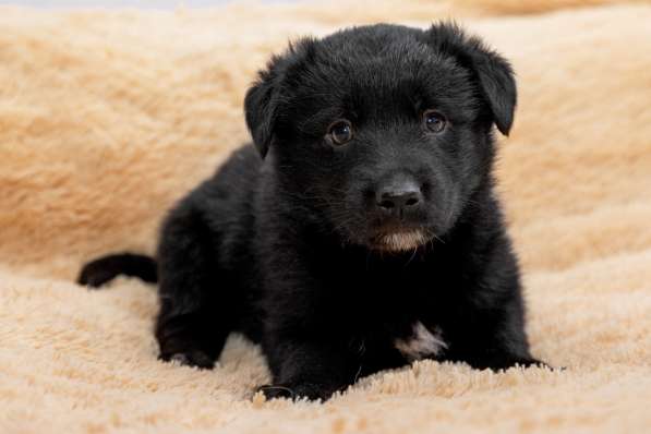 Щенки в дар