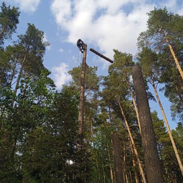 Удаление деревьев и чистка участков в Москве фото 3