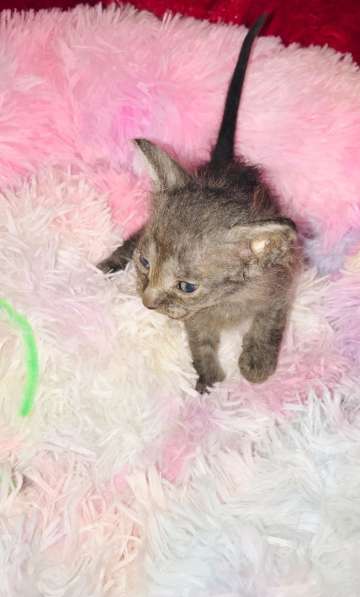 Кудрявые эльфы, каракулевые, элитные котята Девон-Рекс в Санкт-Петербурге фото 22