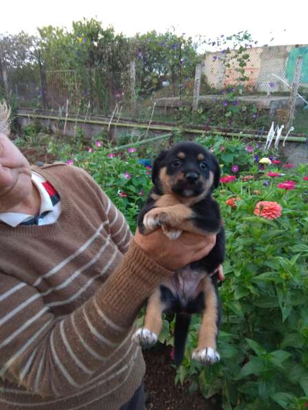 Отдам даром в Севастополе фото 4