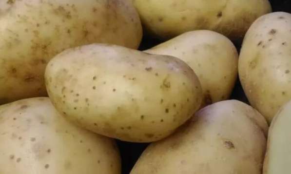 Семенной картофель высоких репродукций в Мытищи фото 3