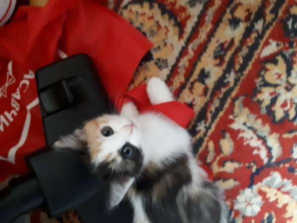 Котята в Перми фото 9