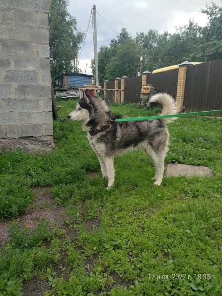 Хаски с разноцветными глазами ищет дом в Санкт-Петербурге фото 15