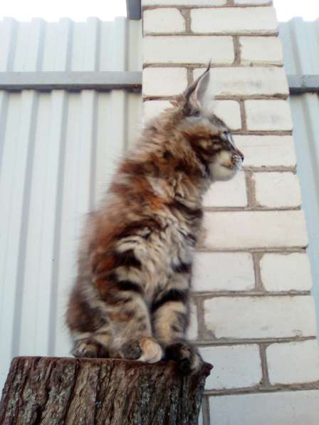 Котята Мейн Кун в Ярославле фото 5