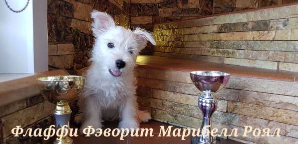 Очаровательные детки Вест Хайленд Вайт Терьер в Москве фото 4