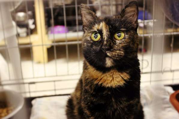 Кошечка Корасон в поисках настоящего дома в Москве фото 4