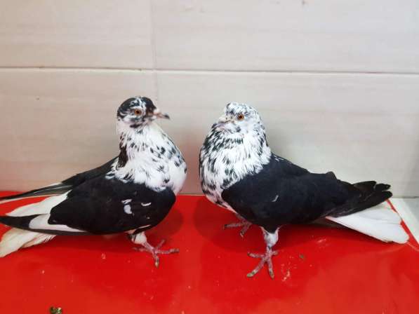 Продам голубей порода Ростовские Статные в фото 5