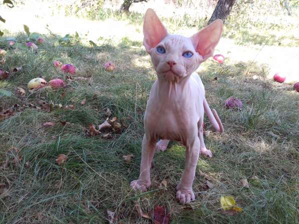 Мальчик канадик в Москве фото 5