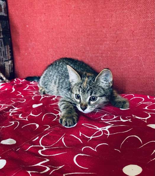 Маленькая котёнка Кнопка ищет дом в Москве фото 6