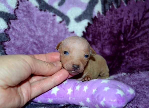 Американский голый терьер, щенки в Королёве фото 5