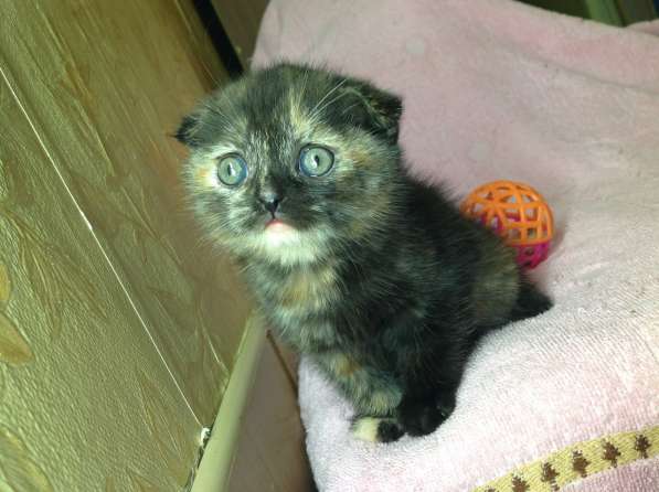 Котята британские и шотландские и подростки в Москве фото 11