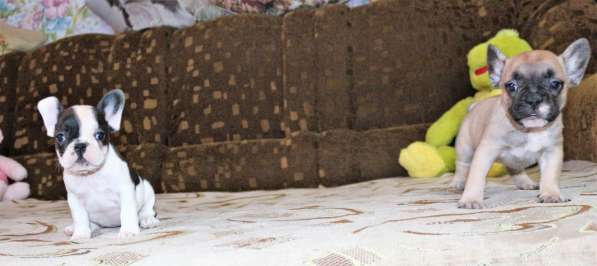 Щенки Французского бульдога питомник в Челябинске фото 12