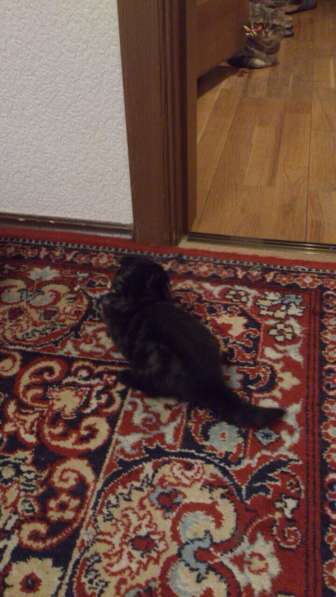 Шотландский вислоухий котенок в Самаре фото 5