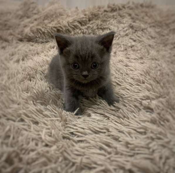 Прозам шотландских котят в Иванове фото 10