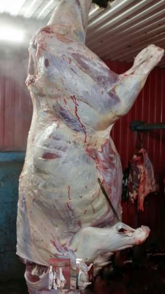 Мясо-говядина порода СИММЕНТАЛЬСКАЯ в полутушах в Ханты-Мансийске фото 3