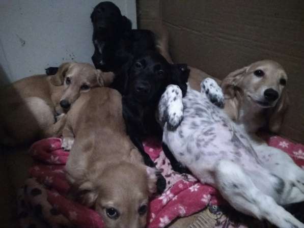 Продам щенки Русского спаниеля в Екатеринбурге фото 10