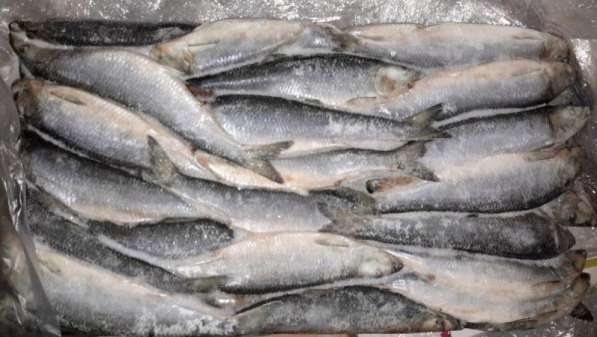 Свежемороженая Рыба, ОПТ цены в Санкт-Петербурге