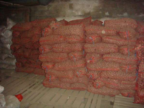 Продается картофель оптом 5+ 6+, фермерское хоз-во напрямую в Магадане