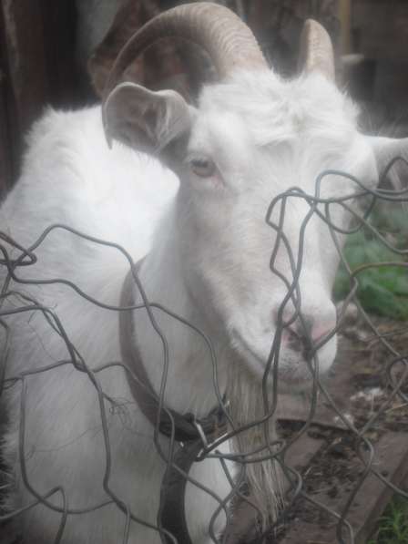 Коза дойная, возраст 4 года в Тамбове фото 9