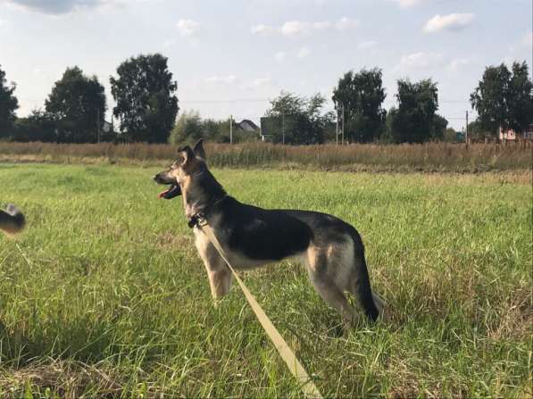 Ника метис овчарки ВЕО в Москве
