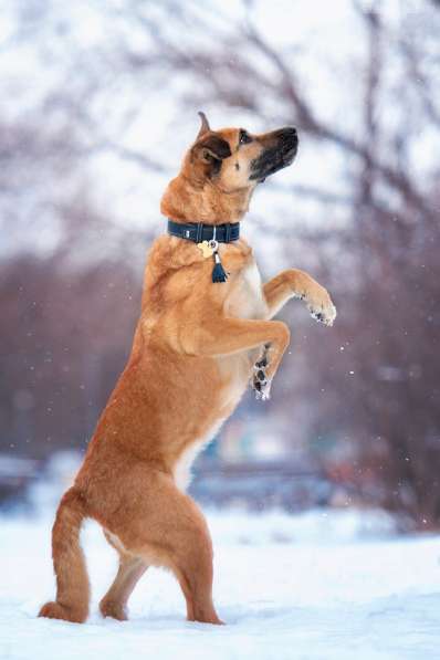 Солнечный Рыжик, пес спасенный с пром. зоны, ищет дом! в Москве фото 5