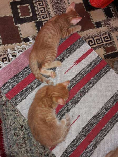 Котята (Рыжики и Черныш) в Самаре фото 30