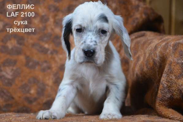 Английский сеттер щенки из элитного питомника в Москве фото 92