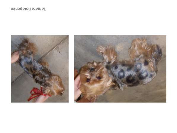 Стрижка собак и кошек в Химках фото 3