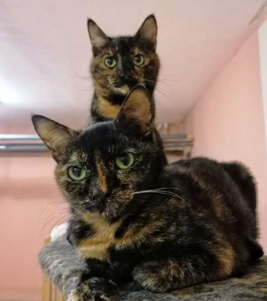 Котенок в добрые руки. Крошка пеструшка в Калуге фото 26