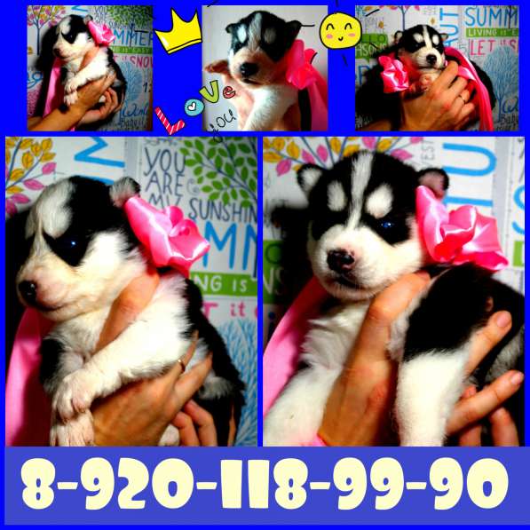 Щеночки хаски. Яркие черно-белые голубоглазые