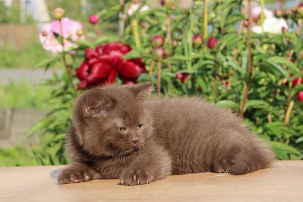 Британский котик шоколадка