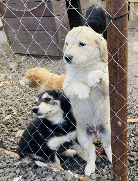 Щеночки помесь бурят-монгольского волкодава в добрые руки в Москве фото 3