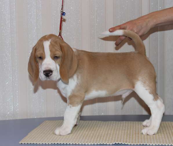 Щенки бигля в Тосно фото 10