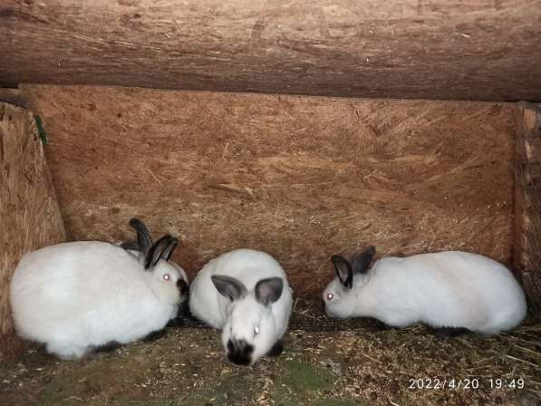 Кролики калифорнийской породы в фото 3