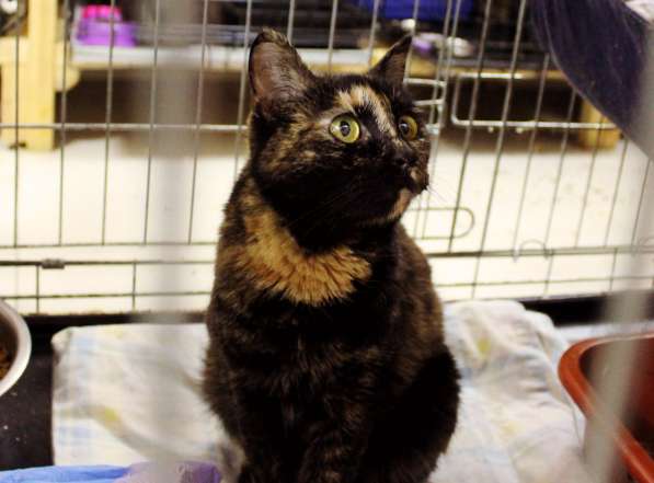 Кошечка Корасон в поисках настоящего дома в Москве