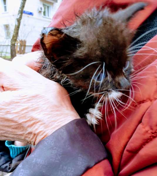 Масик Тарасик ищет любящий дом в Москве фото 18