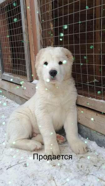 Щенок САО в Москве