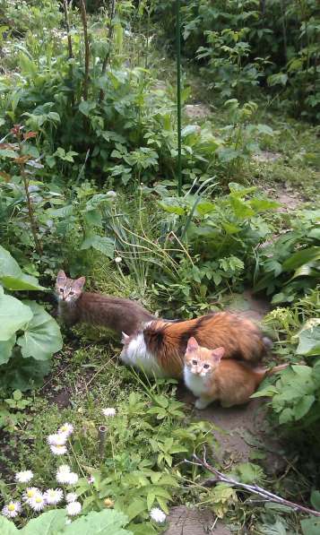 Молодой котик ищет дом в Истре фото 9