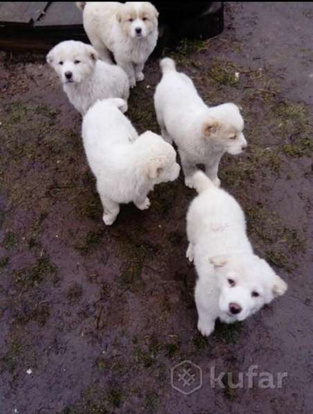 Щенки алабай в 