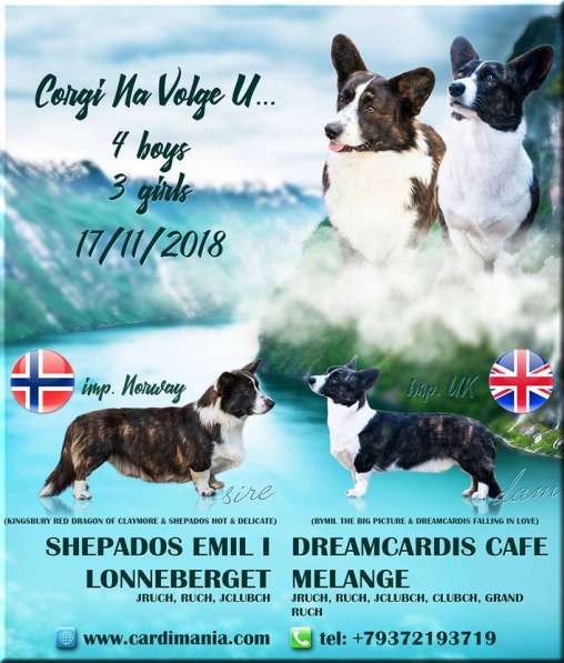 Продается щенок вельш корги кардиган в Тольятти фото 7