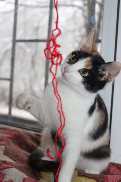 Эксклюзивные котята (10 мес.) в дар