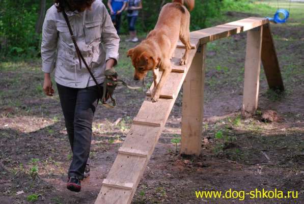 Дрессировка - Школа для собак и владельцев