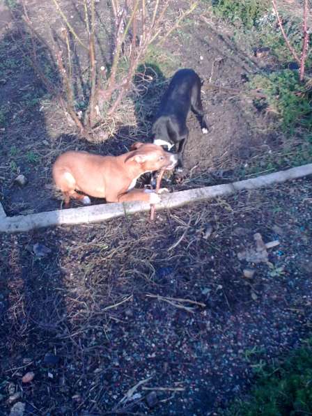 Продам щенков Амстаффордшира в Симферополе фото 4