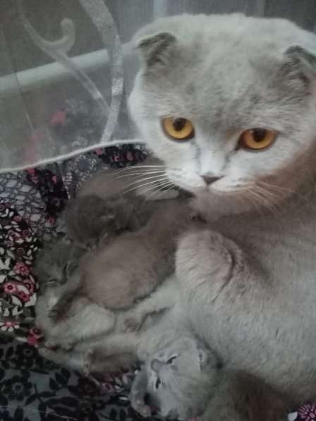 Продам вислоухий котят в Омске фото 6