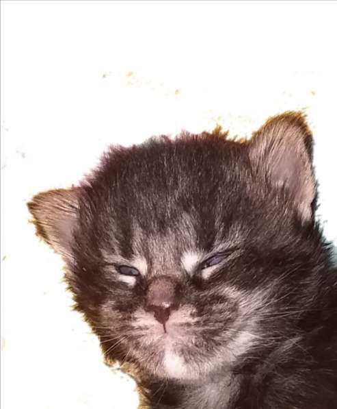 Котята Мейн-кун ищут дом в Пензе фото 5