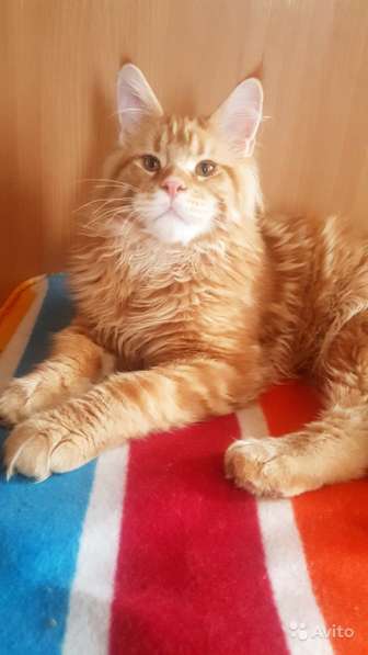 Котёнок шоу/брид класса, Чемпион WCF в Екатеринбурге фото 22