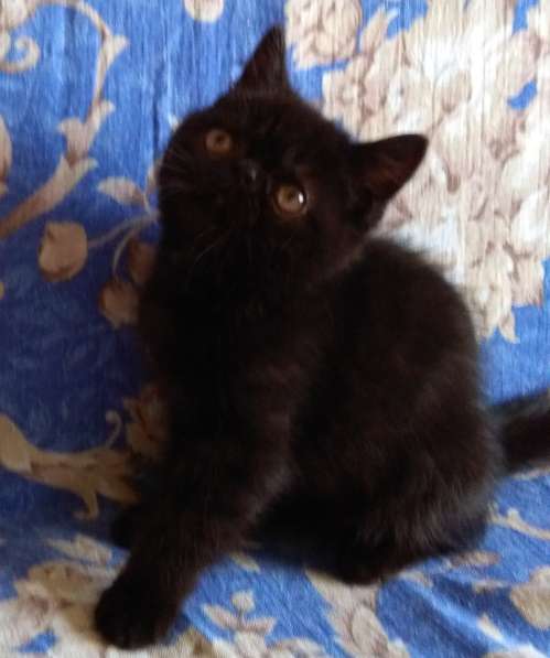 Экзотические котята в фото 3