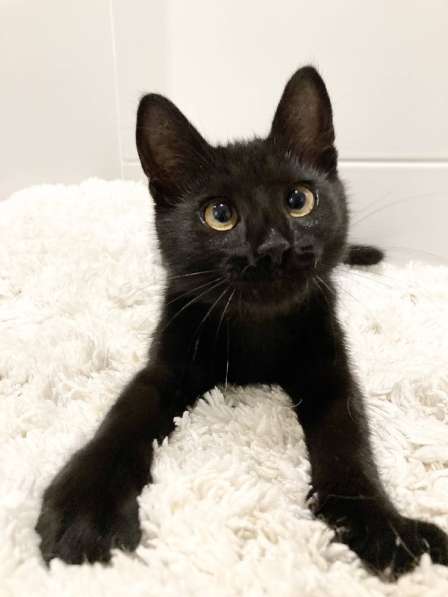 Милые чёрные котята в добрые руки в Москве фото 13