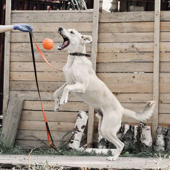 Орешек - ласковый и веселый пес ищет дом в Москве фото 4